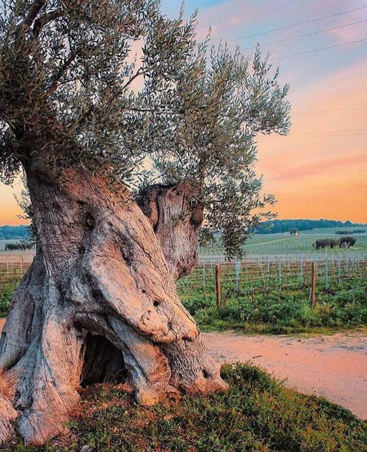 Mansarda Romantica "Il Nido Delle Rondini" Conversano Exterior foto